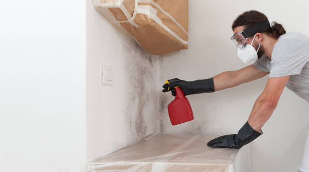 Professional Basement Mold Remediation technician working in Englewood Cliffs, NJ