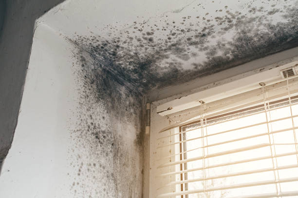 Trusted Crawl Space Mold Removal service in Englewood Cliffs, NJ - Cheap Mold Removal